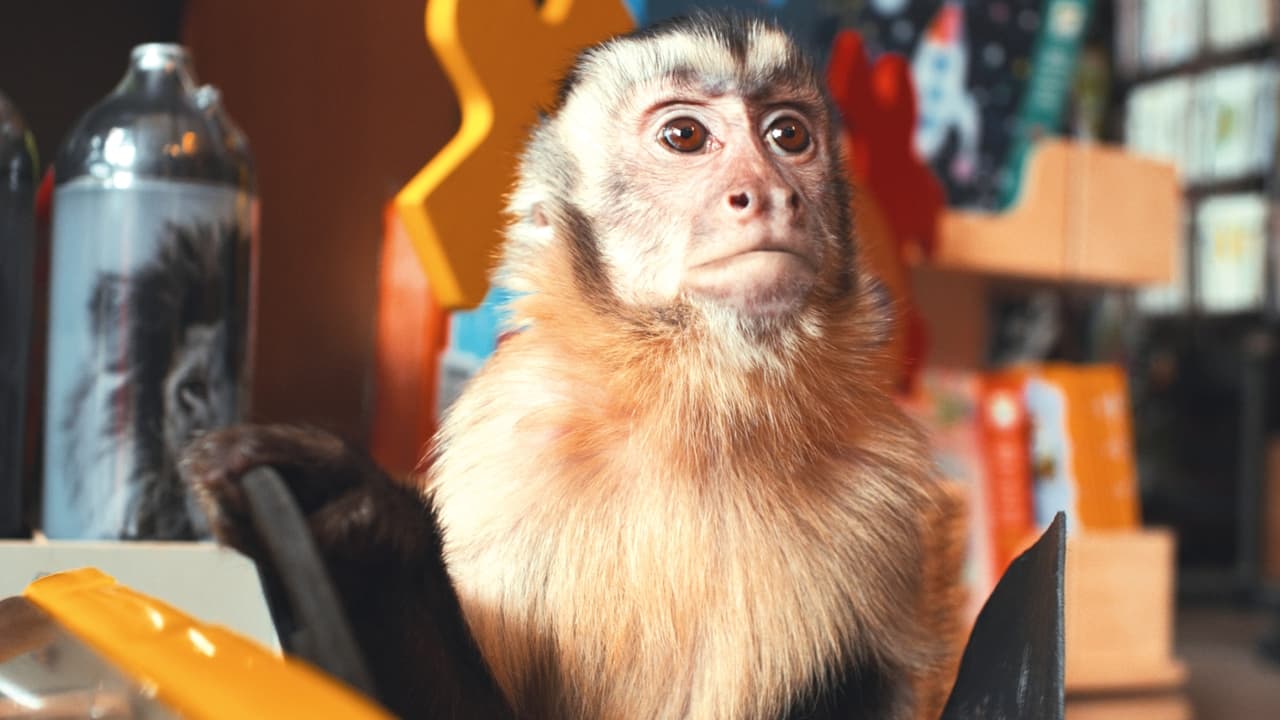 Akiko, latająca małpka